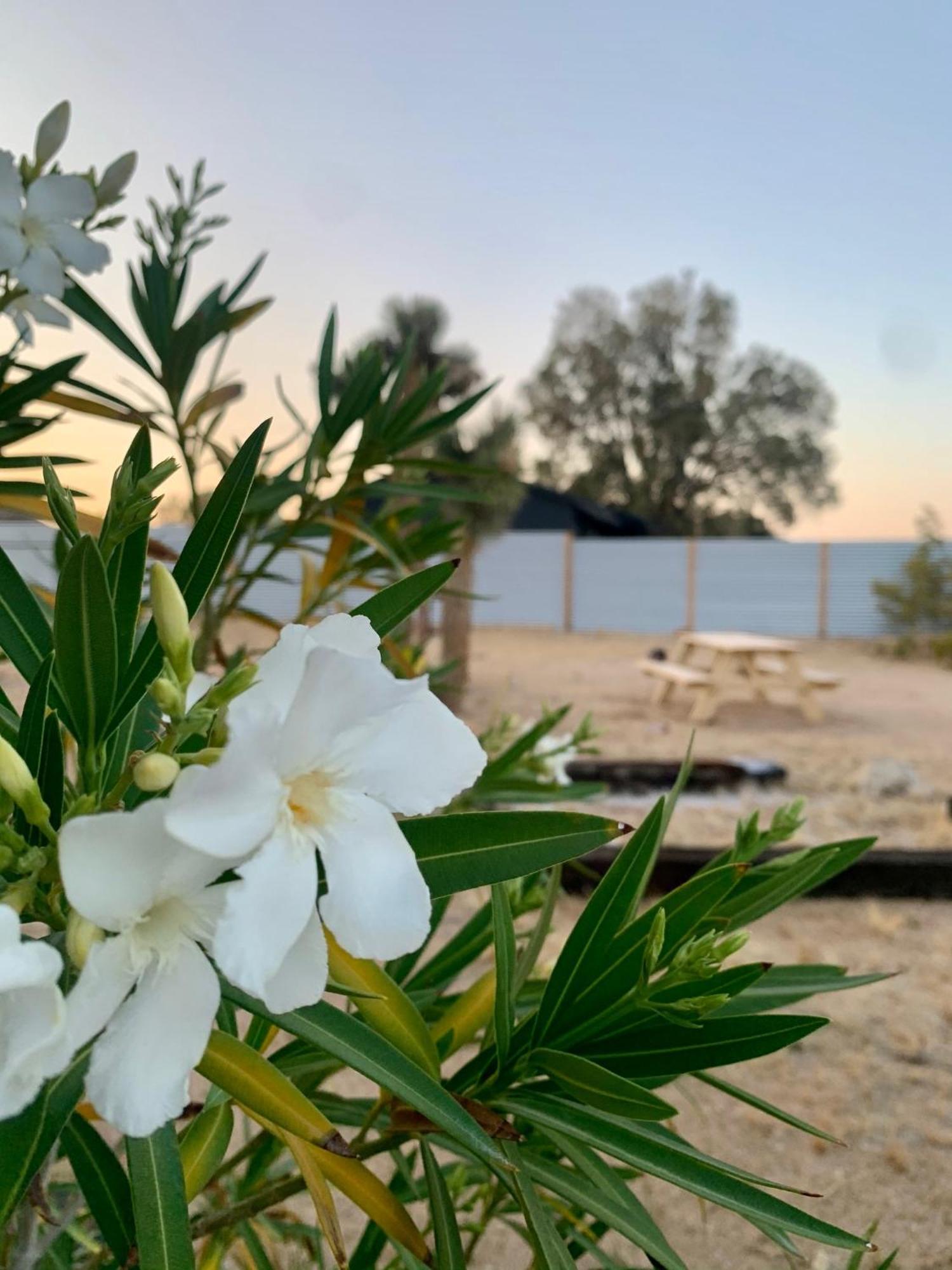 Casa Agave: Comfy Joshua Tree Cottage With Free Breakfast Bar Экстерьер фото